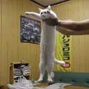 LOOONGCAT