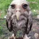 HOOTAHELEN