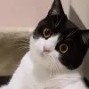 nico131