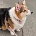 BAT