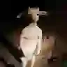rort