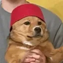 HOTDOG