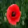 POPPY