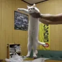 LOOONGCAT