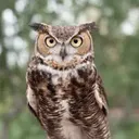 OWLLIFE