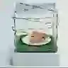 FRKDAT