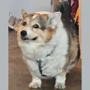 BAT