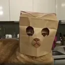 ZCAT