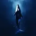 NWhale27