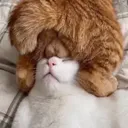 TEABAG