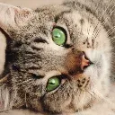 LINDY