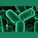 ARCHAEA