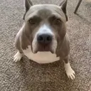 PANU