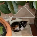 RINKYCAT