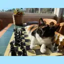 NEARCAT