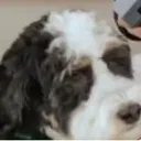 GUS