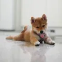 SPLOOT