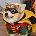 BATBIN