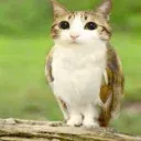 HOOTMEOW