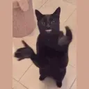 CLAPCAT