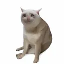 CASHCAT