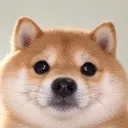 BABYNINU