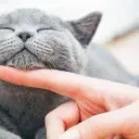 KIT