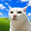 SERIOSCAT