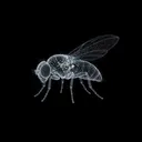 FLYBRAIN