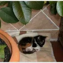 CATRINKY