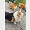 BATMANDOG