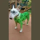 RIDDLER