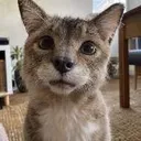 NEARLYACAT