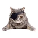 PIRATE