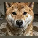 DIARHINU