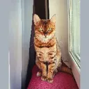 LOLA
