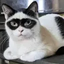 CATMAN